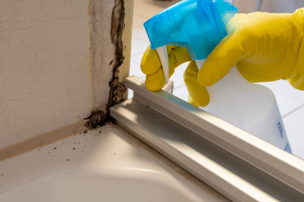 Best Black Mold Removal  in Mukwonago, WI