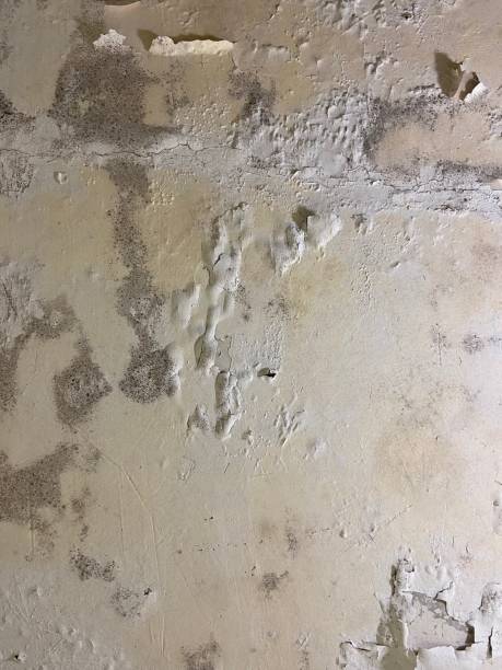 Mold Removal and Inspection in Mukwonago, WI