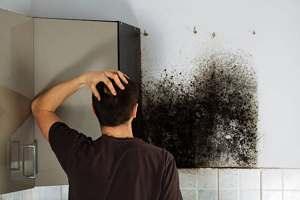Best Best Mold Removal Companies  in Mukwonago, WI