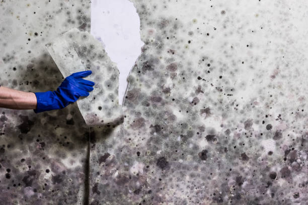 Best Affordable Mold Removal  in Mukwonago, WI