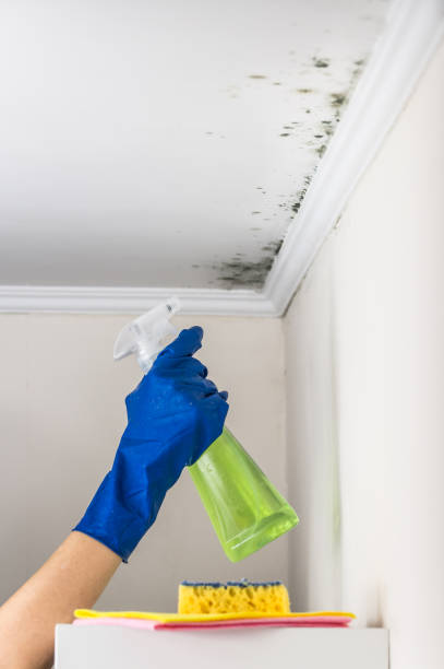 Best Toxic Mold Removal  in Mukwonago, WI
